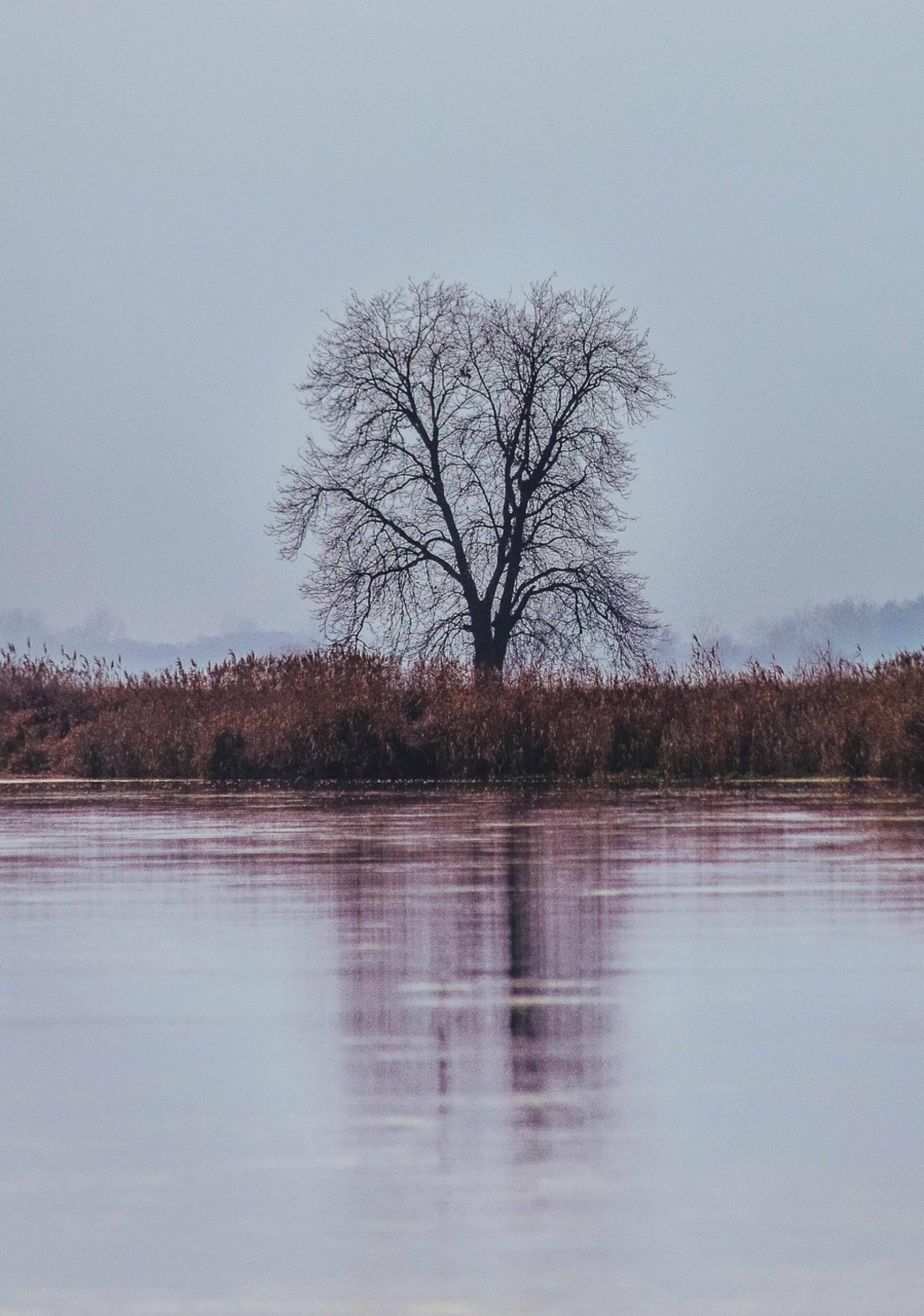 Tree 3896505 1280